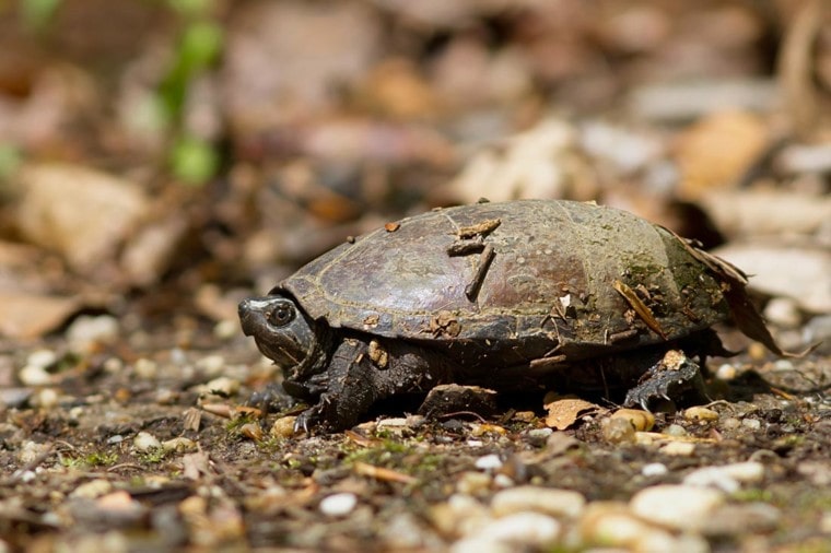 常见的麝香乌龟在地上