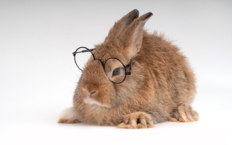 可爱的棕色的兔子戴眼镜