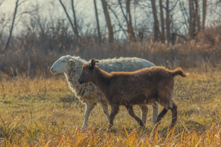 山羊和绵羊走路