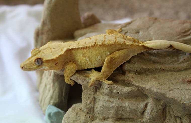 Harlequin白发Gecko