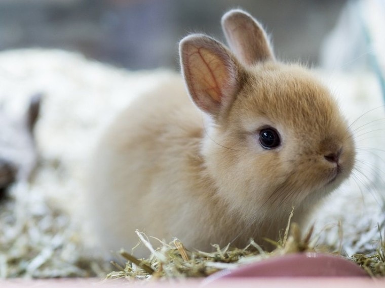 荷兰矮兔