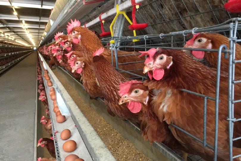 生产线的家禽养殖场的鸡蛋