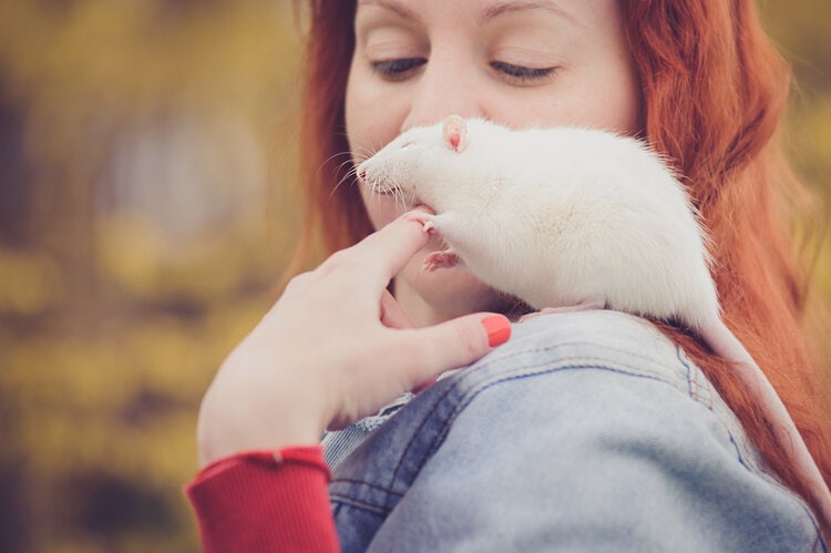 快乐的白色老鼠的肩膀