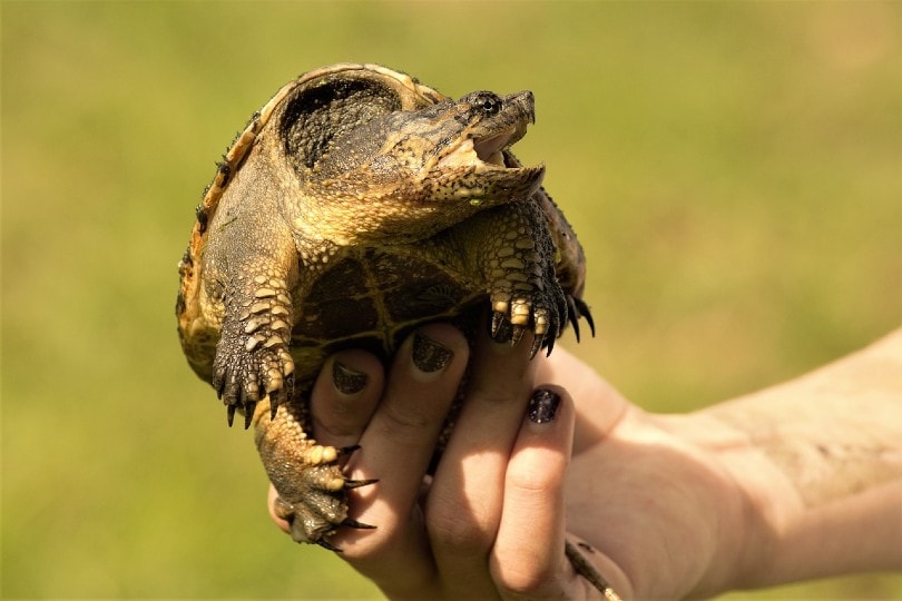 小的啮龟