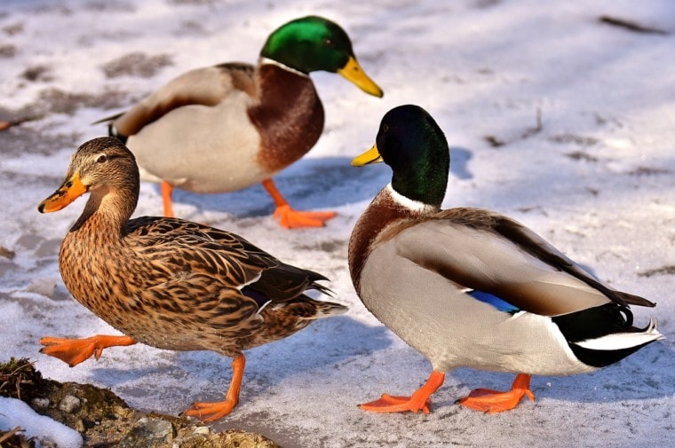 三个鸭子在雪地上