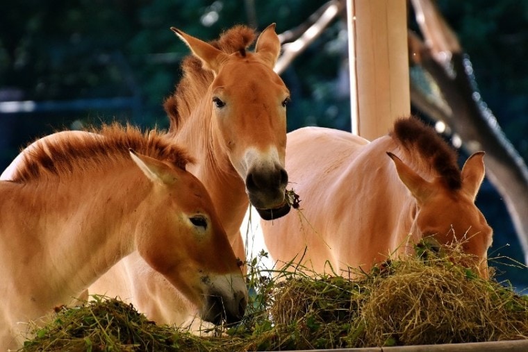 三匹马吃manbetx.hk