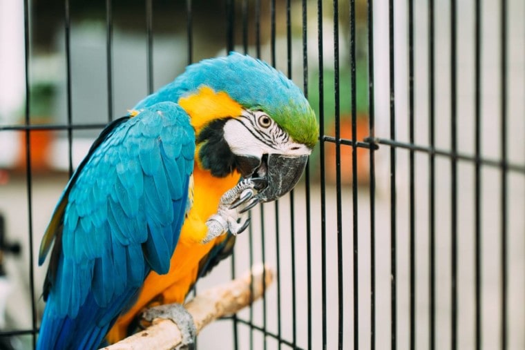 格雷沙Bruev_Shutterstock cage_蓝色金刚鹦鹉鸟