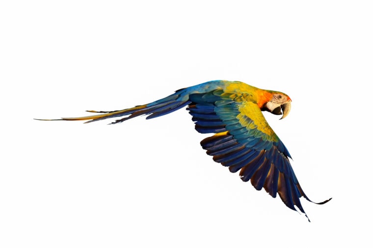 Camelot-macaw-flying