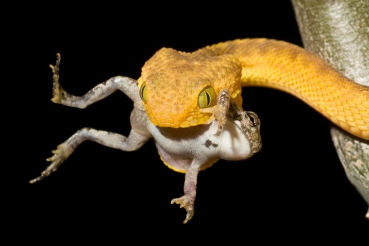 黄色的毒蛇吃frog_Mark Kostich_Shutterstock