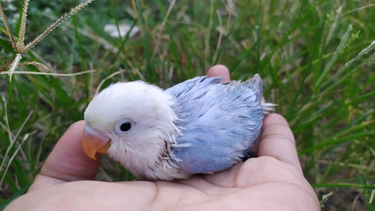 婴儿手上的爱情鸟