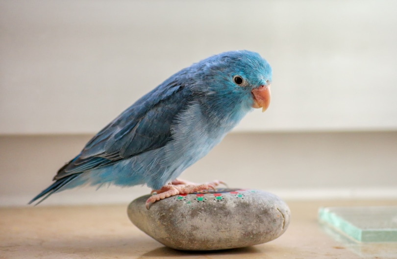 蓝色parrotlet