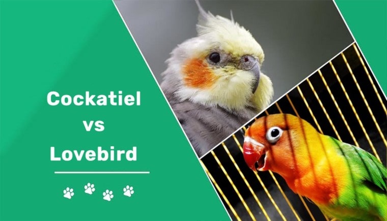 Cockatiel-vs-lovebirderer
