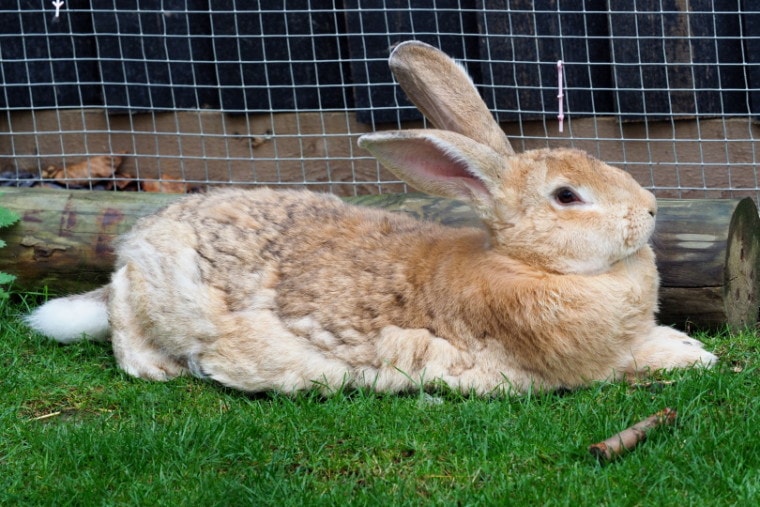 佛兰德的巨型兔子躺在草地上