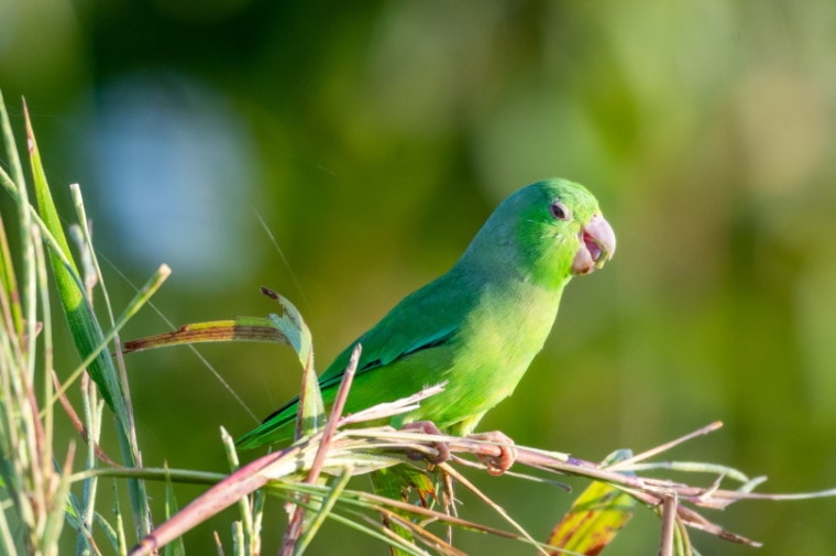 绿色残余parrotlet