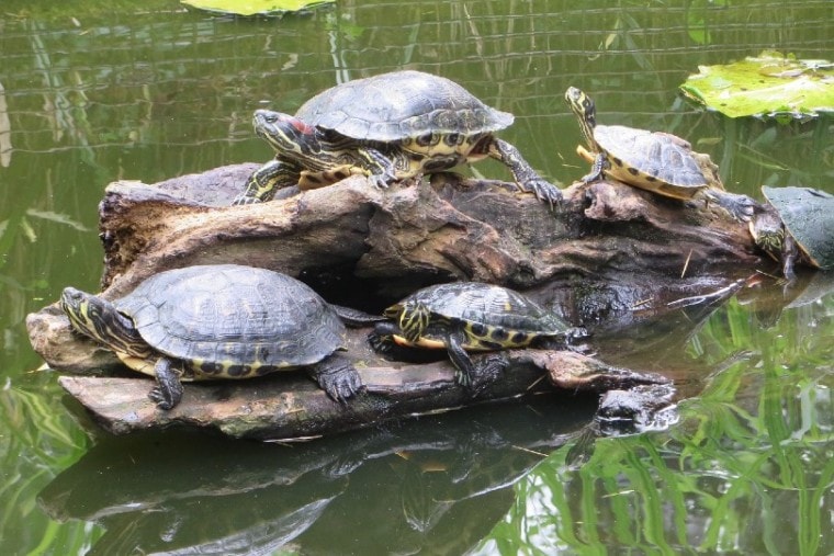 一群海龟