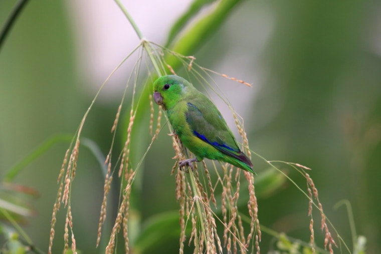parrotlet鸟