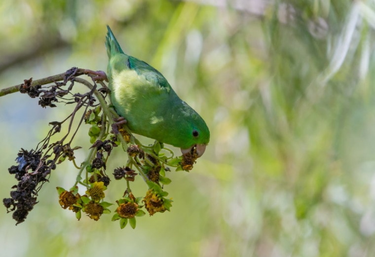 parrotlet吃