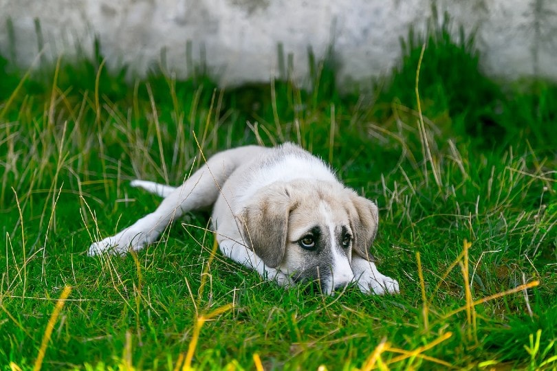害怕狗躲在草