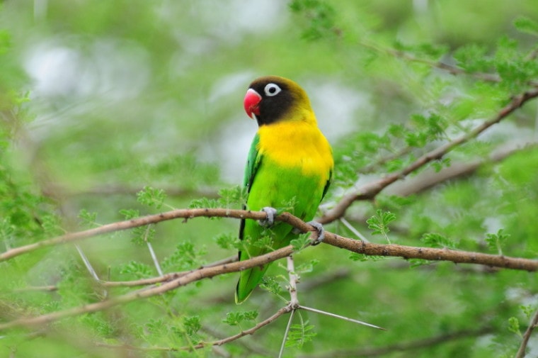 黄领情侣鸟栖息在树上