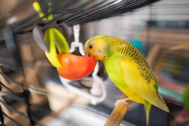 虎皮鹦鹉eating_Christine Bird_Shutterstock