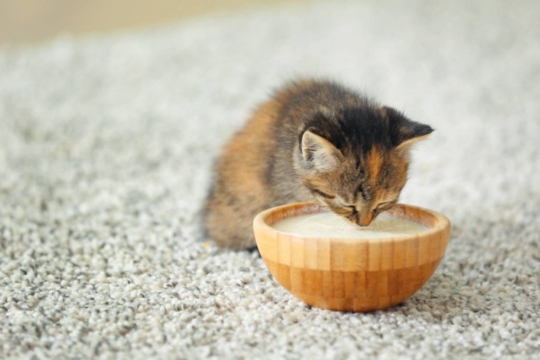 猫喝milk_Pixel Shot_Shutterstock