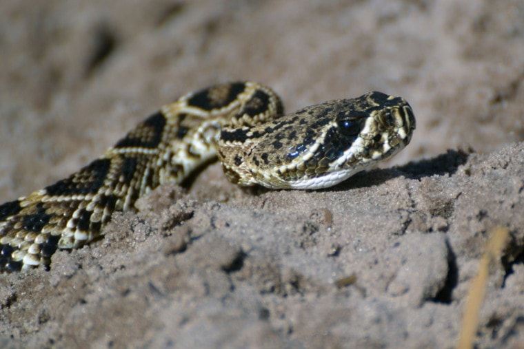 铜斑蛇蛇爬行的污垢