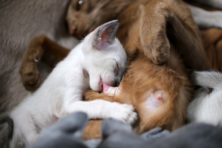 猫妈妈护理她的小猫