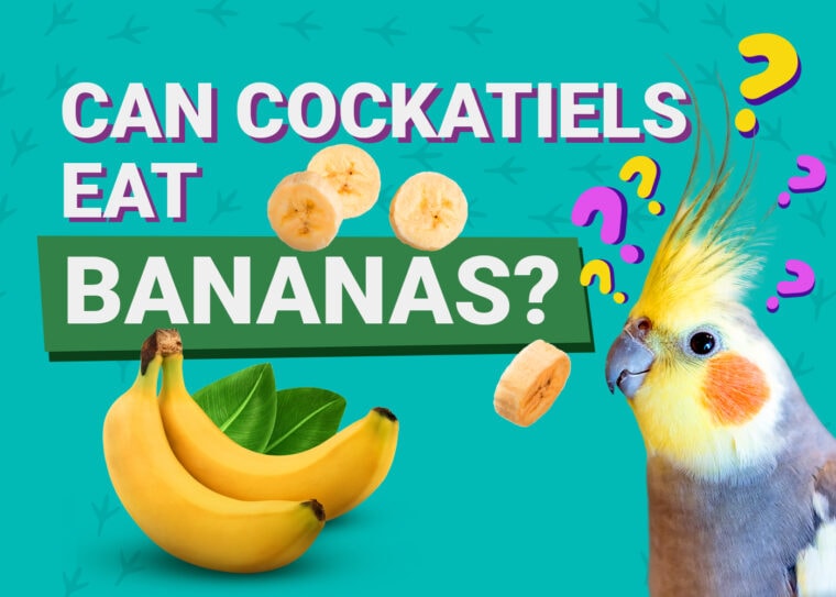 PetKeen_Can澳洲鹦鹉Eat_bananas