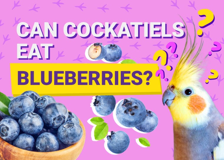 PetKeen_Can澳洲鹦鹉Eat_blueberries