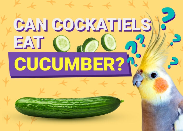 PetKeen_Can澳洲鹦鹉Eat_cucumber