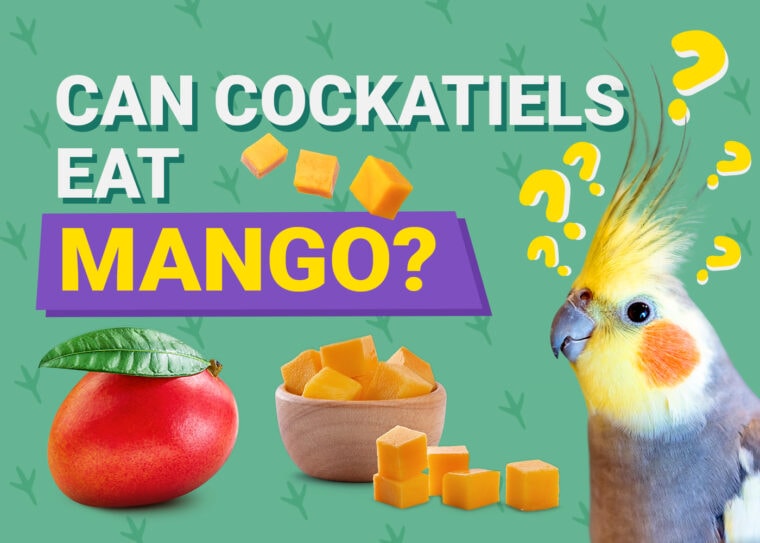 PetKeen_Can澳洲鹦鹉Eat_mango