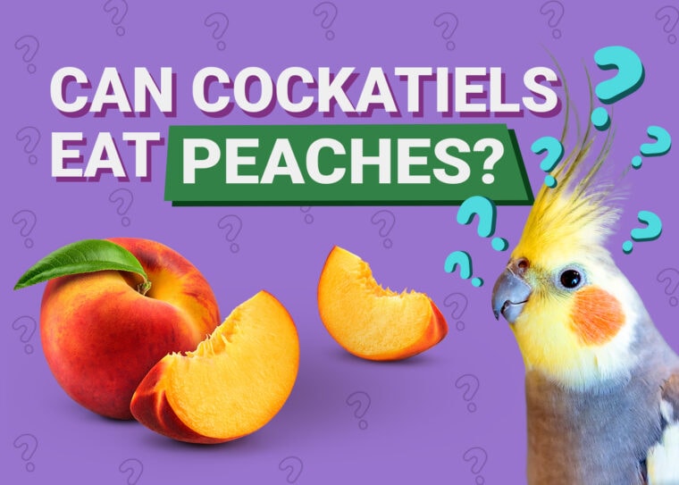 PetKeen_Can澳洲鹦鹉Eat_peaches