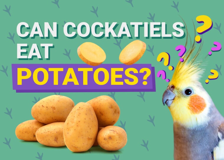 PetKeen_Can澳洲鹦鹉Eat_potatoes
