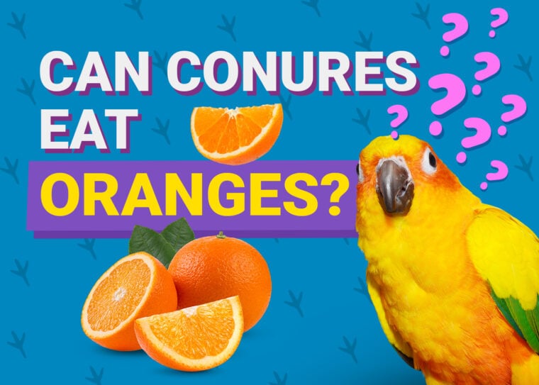 PetKeen_Can锥尾鹦哥Eat_oranges