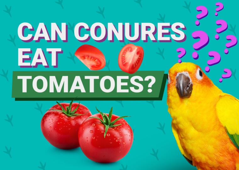 PetKeen罐头食用tomatoes(1)