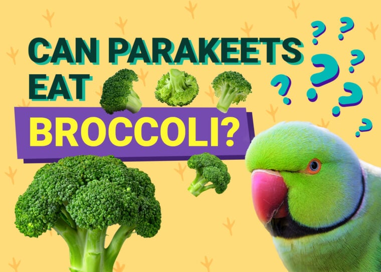 PetKeen_Can长尾小鹦鹉Eat_broccoli