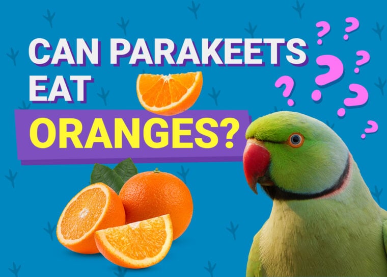 PetKeen_Can长尾小鹦鹉Eat_oranges