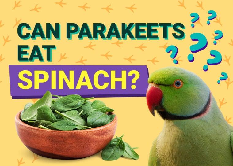 PetKeen_Can长尾小鹦鹉Eat_spinach