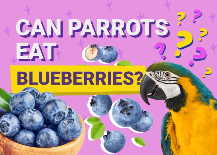 PetKeen_Can鹦鹉Eat_blueberries