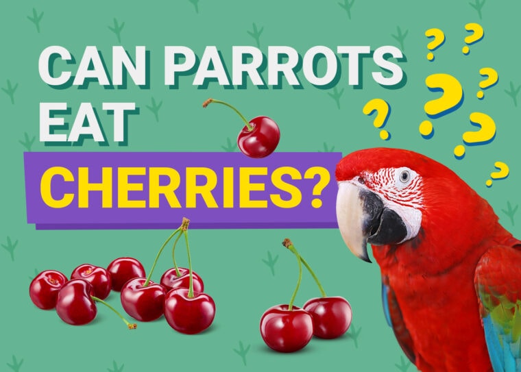 PetKeen_Can鹦鹉Eat_cherries