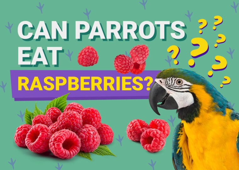 PetKeen_Can鹦鹉Eat_raspberries