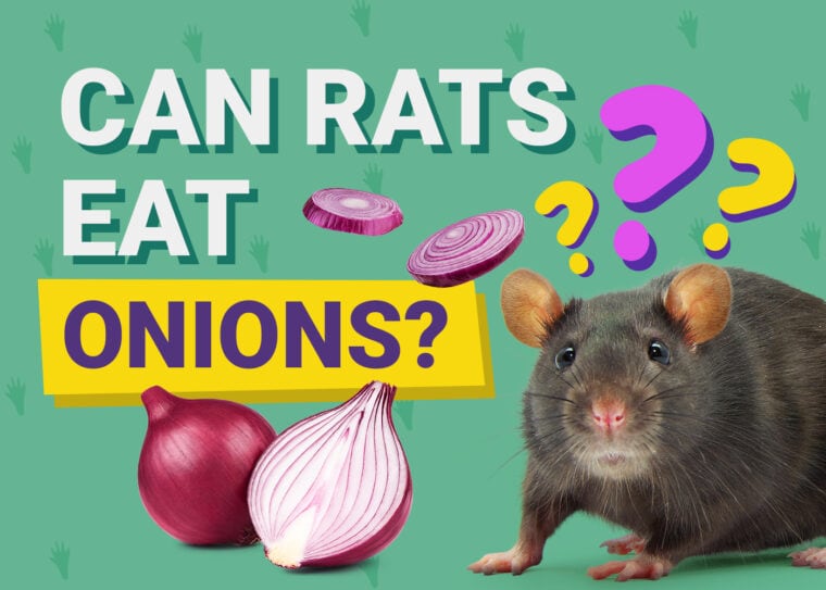老鼠能吃洋葱