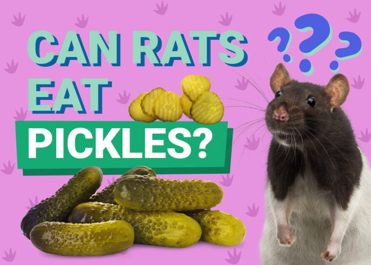 老鼠能吃泡菜