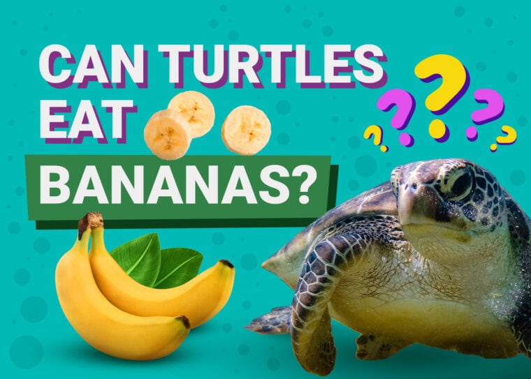 海龟可以吃香蕉