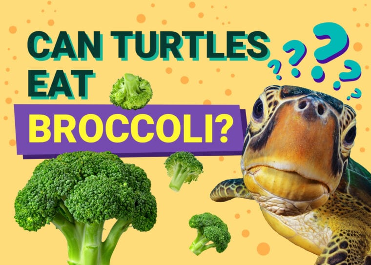 海龟可以吃西兰花