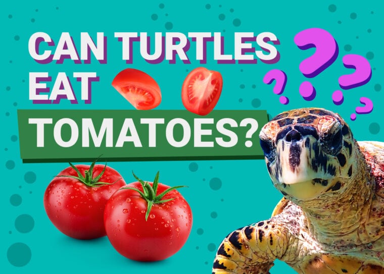 海龟可以吃西红柿