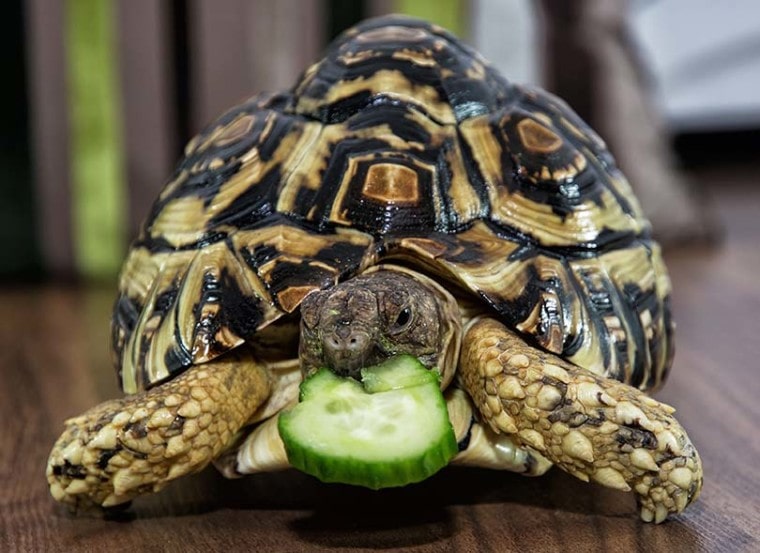 乌龟吃黄瓜