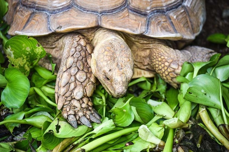 乌龟吃甘蓝菜