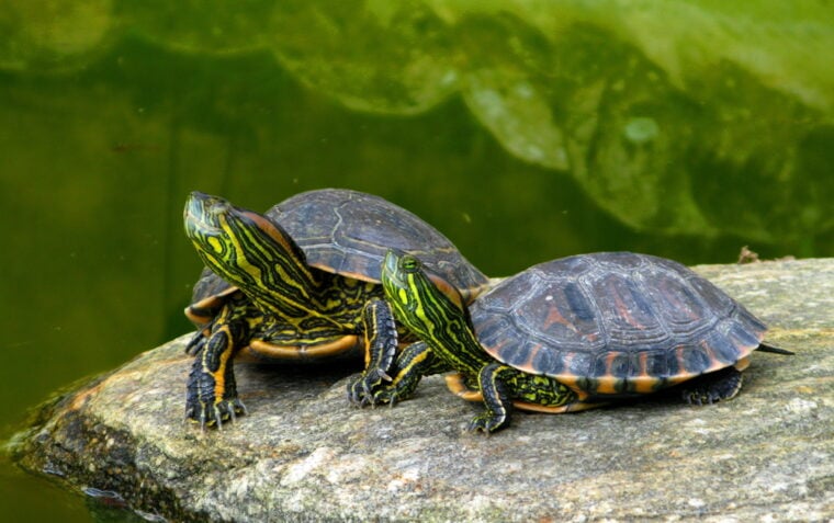 海龟在池塘里