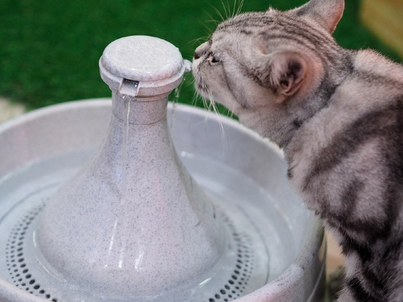 猫从喷泉喝